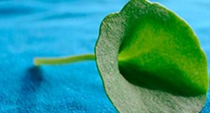 hoja natural folium inspiracion